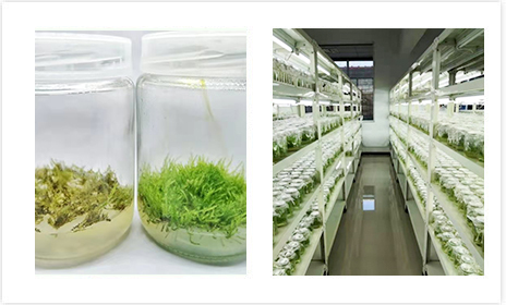 蘑菇视频成人在线观看架