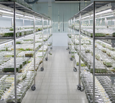 蘑菇视频成人在线观看架