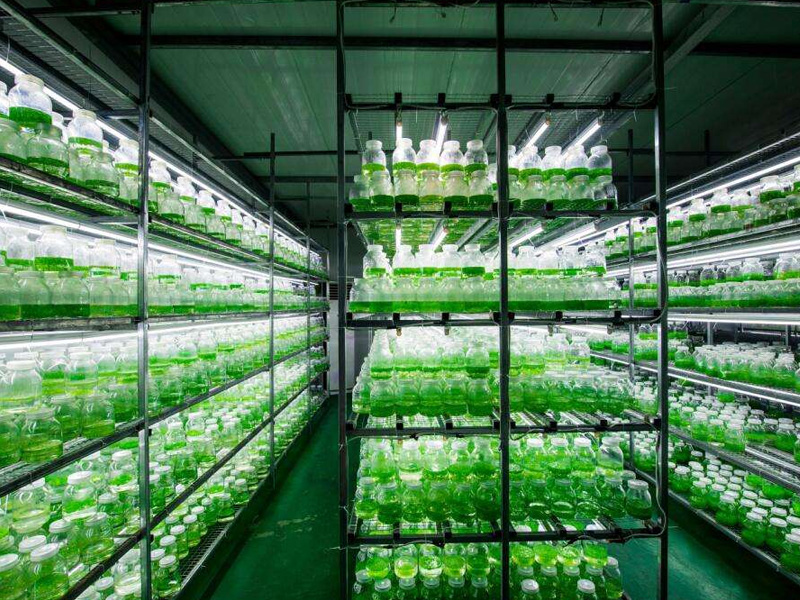 蘑菇视频成人在线观看室培养