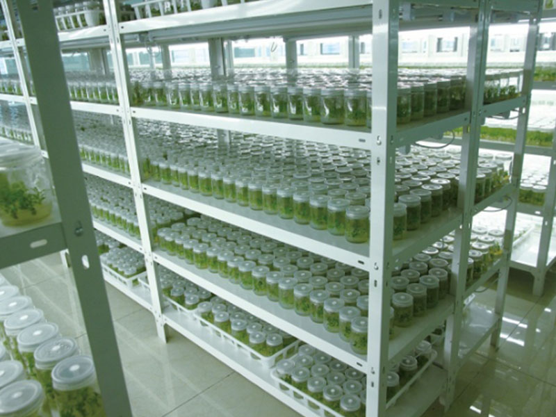 蘑菇视频成人在线观看蘑菇视频着色版下载