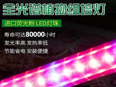 蘑菇视频成人在线观看灯