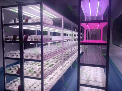 蘑菇视频成人在线观看室设计