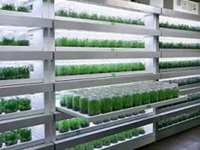 蘑菇视频成人在线观看实验室