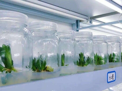 蘑菇视频成人在线观看灯