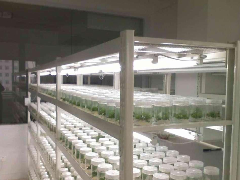 蘑菇视频成人在线观看架1