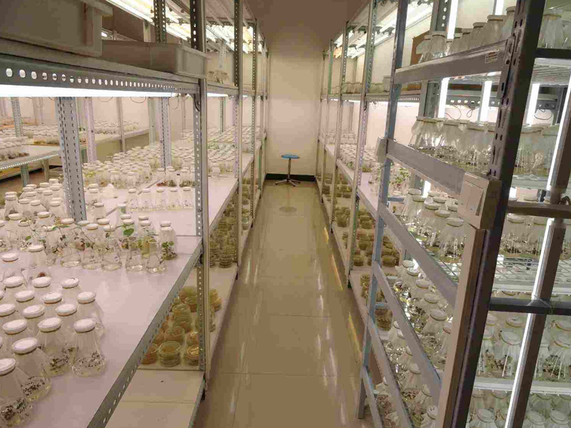 蘑菇视频成人在线观看室,植物组织培养