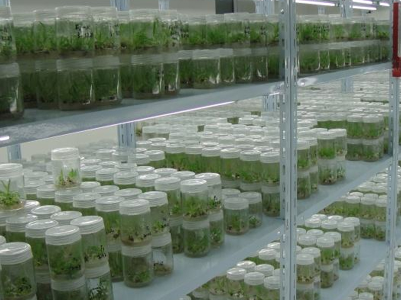 蘑菇视频成人在线观看室4