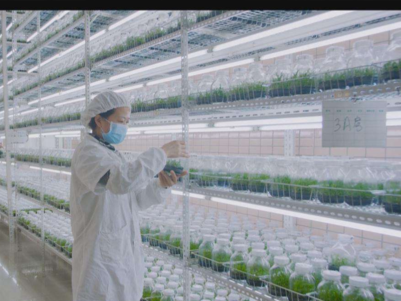 植物组织培养,蘑菇视频成人在线观看