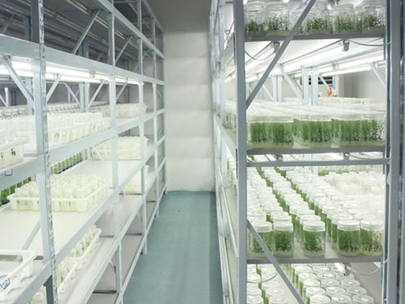 蘑菇视频成人在线观看架2