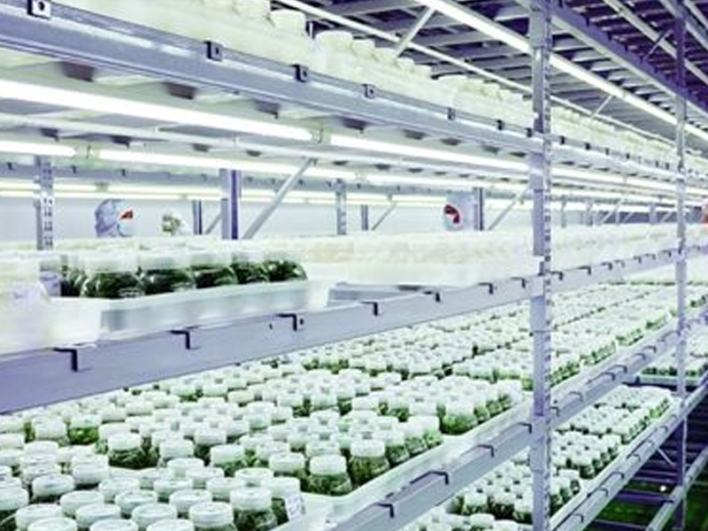 蘑菇视频成人在线观看室