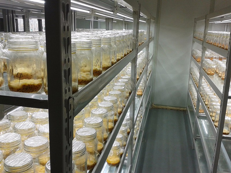 蘑菇视频成人在线观看工程