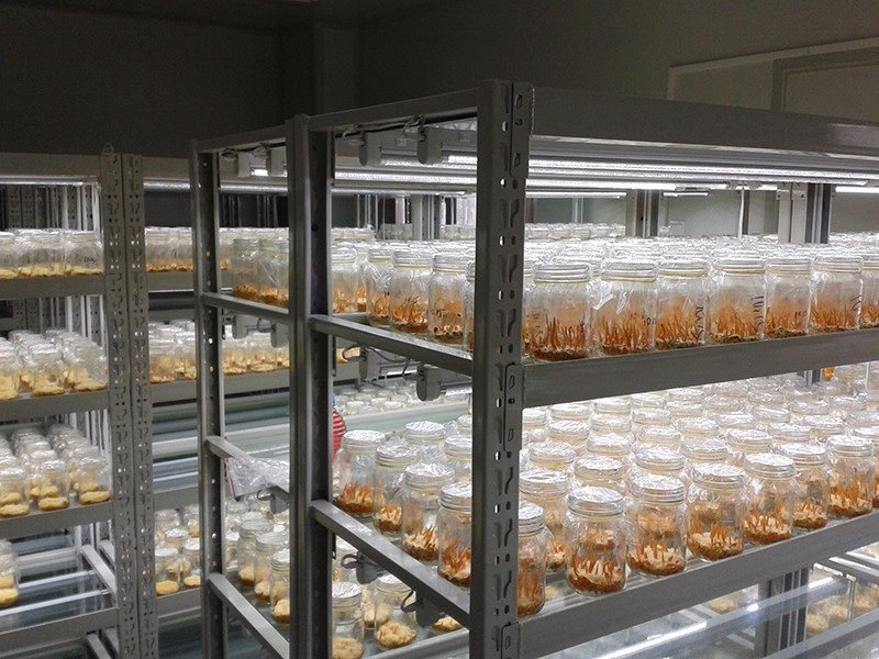 中国寿光国际蔬菜5