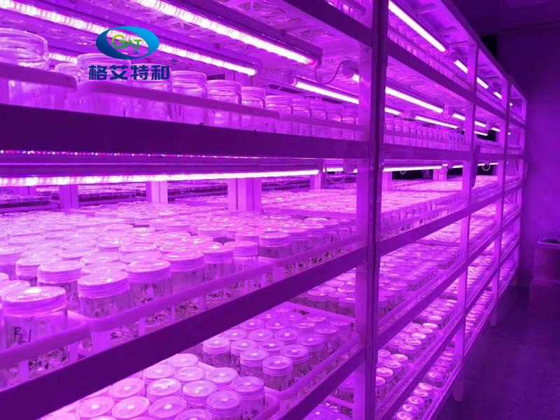 蘑菇视频成人在线观看架,培养架