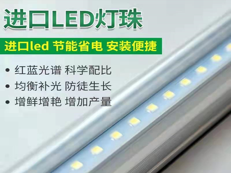 蘑菇视频成人在线观看灯