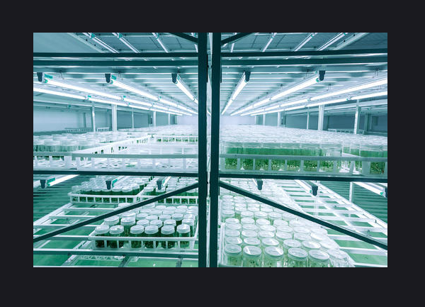 蘑菇视频成人在线观看实验室