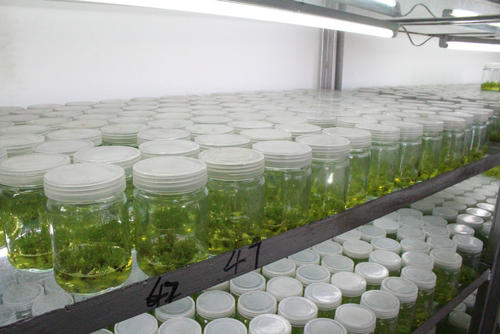 蘑菇视频成人在线观看