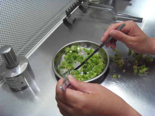 蘑菇视频成人在线观看