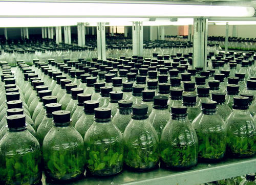 蘑菇视频成人在线观看