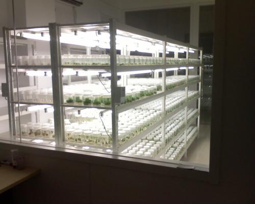 植物无糖蘑菇视频成人在线观看快繁技术的限制因素与应用前景