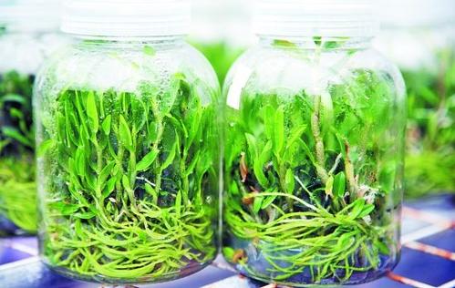 蘑菇视频成人在线观看