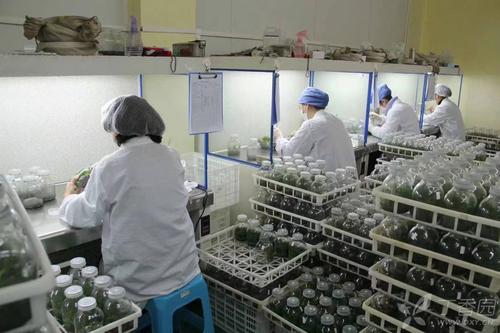 蘑菇视频成人在线观看