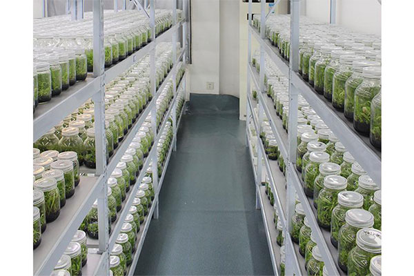 蘑菇视频成人在线观看架