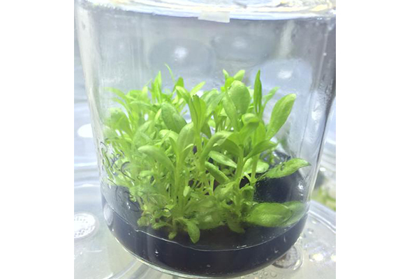 蘑菇视频成人在线观看室的管理与使用