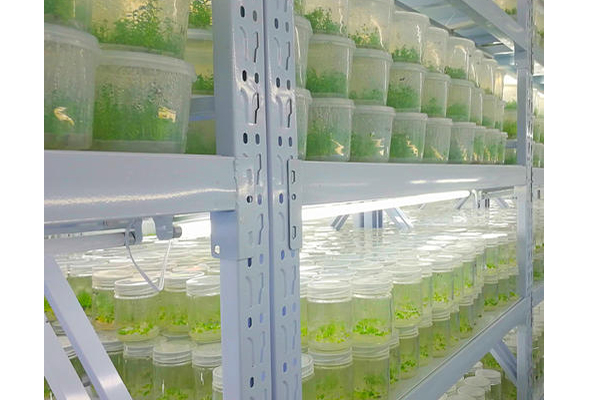 蘑菇视频成人在线观看