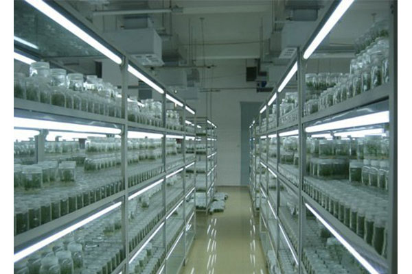 植物组织培养