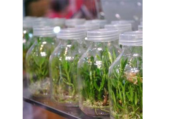 蘑菇视频成人在线观看设备