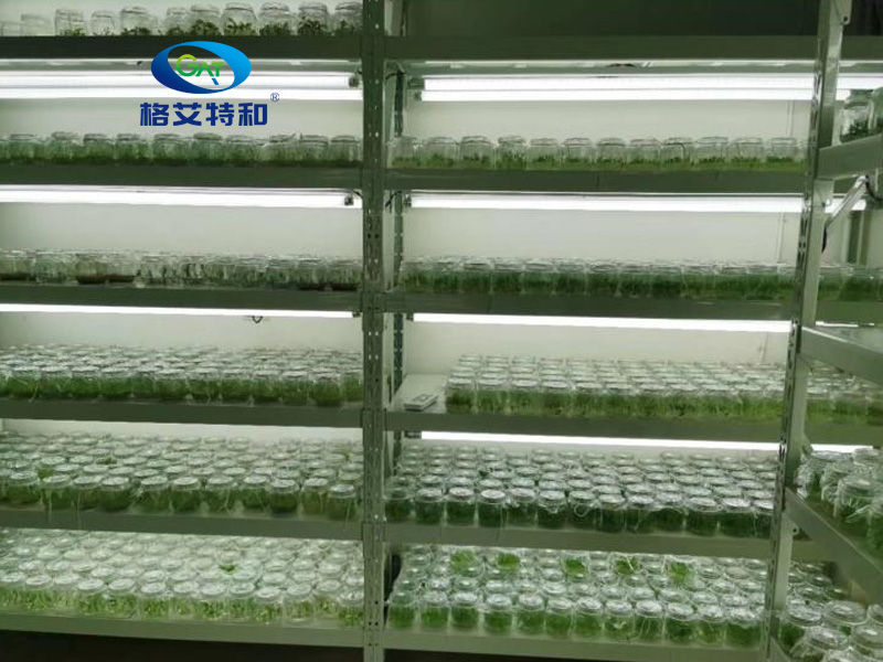 蘑菇视频成人在线观看架