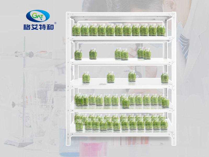 蘑菇视频成人在线观看架