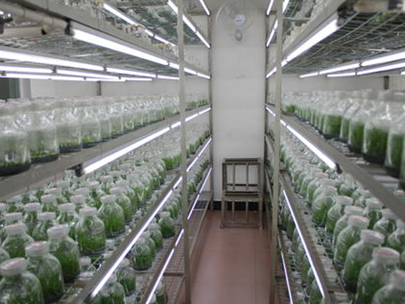 蘑菇视频成人在线观看架