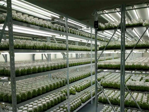 蘑菇视频成人在线观看设备