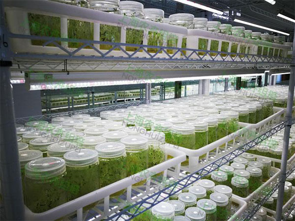 蘑菇视频成人在线观看设备