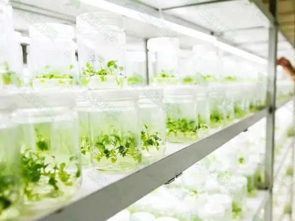 蘑菇视频成人在线观看室设计