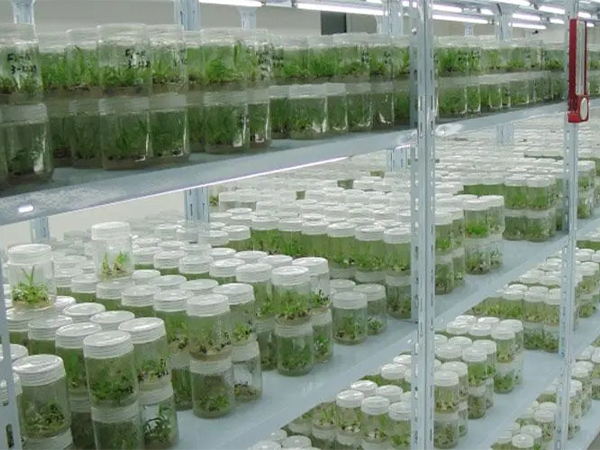 蘑菇视频成人在线观看室设计