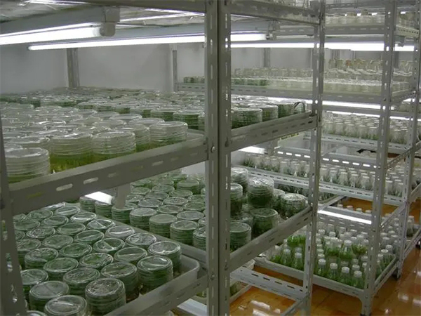 蘑菇视频成人在线观看室设计厂家