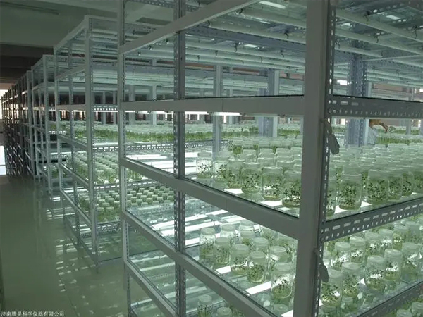 蘑菇视频成人在线观看室设计建设厂家