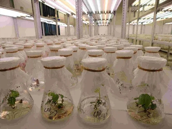 蘑菇视频成人在线观看室设计建设