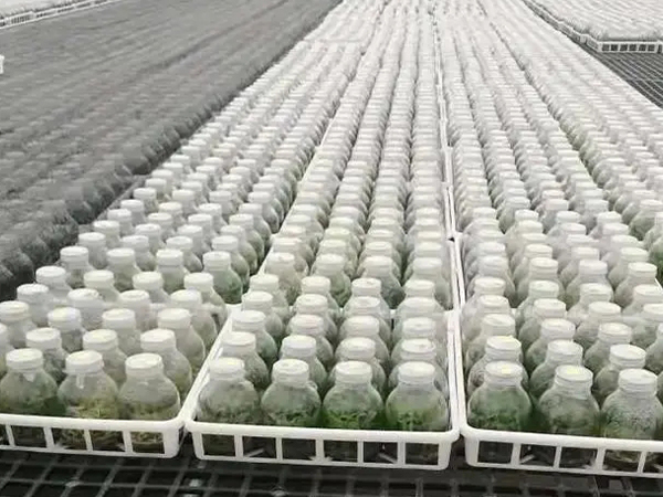 蘑菇视频成人在线观看室设计建设公司