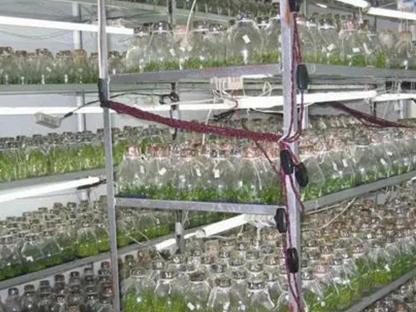 蘑菇视频成人在线观看室设计公司