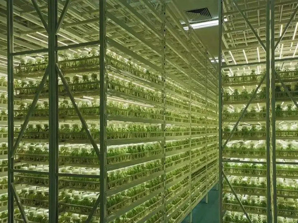 济南蘑菇视频成人在线观看架设计公司