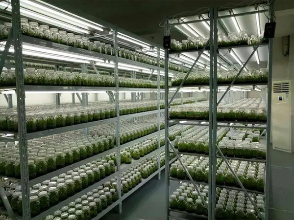 蘑菇视频成人在线观看架