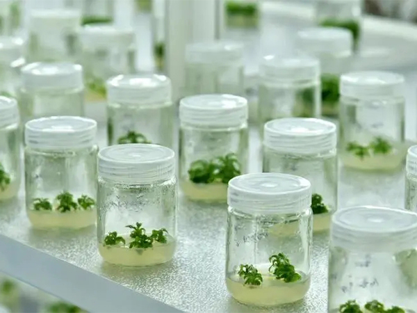 蘑菇视频成人在线观看架