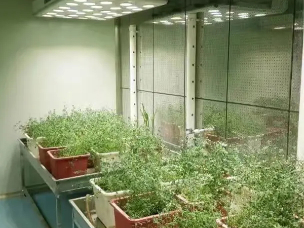 蘑菇视频成人在线观看室设计